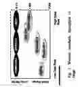 Fig. 06 - Method and apparatus for temperature, conductance and/or impedance testing in remote application of battery monitoring systems