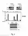 Fig. 06 - Manipulation of PTEN in T cells as a strategy to modulate immune responses