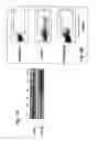Fig. 09 - Manipulation of PTEN in T cells as a strategy to modulate immune responses