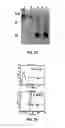 Fig. 06 - Method for the treatment of fibrosis