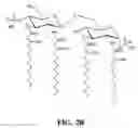 Fig. 04 - Non-toxic mutants of pathogenic gram-negative bacteria