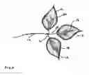 Fig. 06 - Artificial floral assembly with illumination