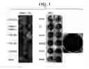 Fig. 02 - Methods for assaying analytes