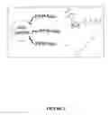 Fig. 04 - Mutant polymerases for sequencing and genotyping