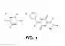 Fig. 02 - Polynucleotides and polypeptides coded by said polynucleotides involved in the synthesis of diketopiperazine derivatives