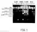 Fig. 02 - Bioconversion of a fermentable carbon source to 1,3-propanediol by a single microorganism