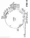 Fig. 02 - Carcinoembryonic antigen (CEA) peptides