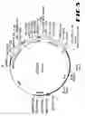 Fig. 06 - Carcinoembryonic antigen (CEA) peptides
