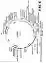 Fig. 07 - Carcinoembryonic antigen (CEA) peptides
