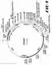 Fig. 09 - Carcinoembryonic antigen (CEA) peptides