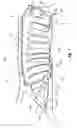 Fig. 08 - Extended inflatable coverage of inflatable curtains