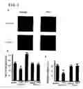 Fig. 02 - Composition and method for nerve regeneration