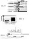 Fig. 08 - Composition and Method for Treatment and Prevention of Restenosis