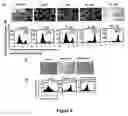 Fig. 06 - Compounds that regulate apoptosis