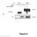 Fig. 07 - Compounds that regulate apoptosis