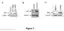 Fig. 08 - Compounds that regulate apoptosis