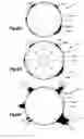 Fig. 28 - Stent with pockets for containing a therapeutic agent