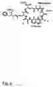 Fig. 07 - Methods for detecting toxic and non-toxic cyanobacteria