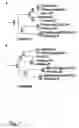 Fig. 08 - Methods for detecting toxic and non-toxic cyanobacteria