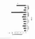 Fig. 09 - RNA expression profile predicting response to tamoxifen in breast cancer patients