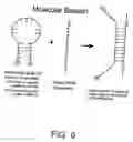 Fig. 09 - Fluorescence energy transfer probes with stabilized conformations