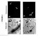 Fig. 02 - Modified colony assay