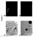 Fig. 08 - Modified colony assay