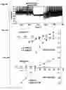 Fig. 05 - Upstream control elements of the proopiomelanocortin gene and their use