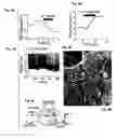 Fig. 07 - Upstream control elements of the proopiomelanocortin gene and their use