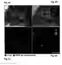 Fig. 08 - Upstream control elements of the proopiomelanocortin gene and their use