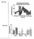 Fig. 19 - Upstream control elements of the proopiomelanocortin gene and their use