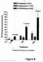 Fig. 07 - Methods for treating lower urinary tract disorders using alpha2delta subunit calcium channel modulators with smooth muscle modulators