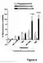 Fig. 09 - Methods for treating lower urinary tract disorders using alpha2delta subunit calcium channel modulators with smooth muscle modulators