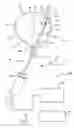 Fig. 02 - Method and apparatus for generating at least one section of a virtual 3D model of a body interior