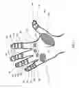Fig. 02 - Finger-keyed human-machine interface device