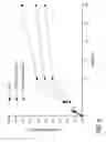 Fig. 08 - Bioactive material delivery systems comprising sol-gel compositions