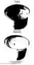 Fig. 07 - Low pH aerated products