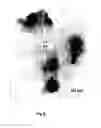 Fig. 09 - Solid polymer electrolyte and process for making same