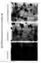 Fig. 02 - Dedifferentiated, programmable stem cells of monocytic origin, and their production and use