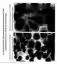 Fig. 08 - Dedifferentiated, programmable stem cells of monocytic origin, and their production and use
