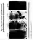 Fig. 09 - Dedifferentiated, programmable stem cells of monocytic origin, and their production and use
