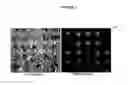 Fig. 02 - Peptide nucleic acid based guanidinium compounds