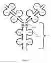 Fig. 02 - HUMAN TUMOR NECROSIS FACTOR RECEPTOR POLYPEPTIDES