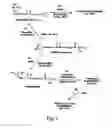 Fig. 02 - Norbornene compounds with cross-linkable groups and their derivatives