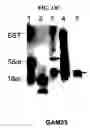 Fig. 17 - BIOINFORMATICALLY DETECTABLE GROUP OF NOVEL VACCINIA REGULATORY GENES AND USES THEREOF