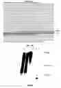 Fig. 18 - BIOINFORMATICALLY DETECTABLE GROUP OF NOVEL VACCINIA REGULATORY GENES AND USES THEREOF