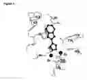 Fig. 07 - Methionine aminopeptidase and methods of use
