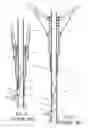 Fig. 02 - Lock mechanism of large umbrella for effecting a section-less length adjustment of telescopic shank