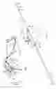 Fig. 02 - Riding crop