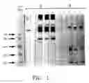 Fig. 02 - Neutralizing High Affinity Human Monoclonal Antibodies Specific to RSV F-Protein and Methods for their Manufacture and Therapeutic use thereof